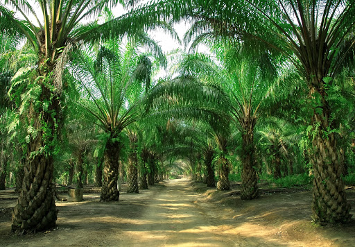 Sepekan ke Depan Harga TBS Kelapa Sawit di Riau Naik Rp1.863,83/Kg